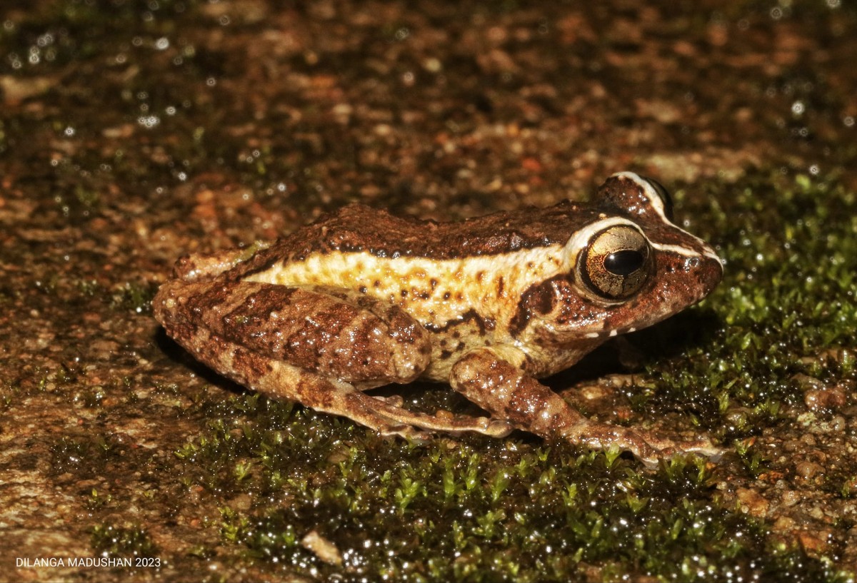 Pseudophilautus puranappu Wickramasinghe, Vidanapathirana, Rajeev, Ariyarathne, Chanaka, Priyantha, Bandara et al., 2013